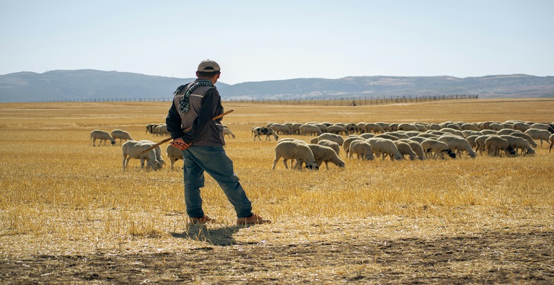 Meseria platita cu peste 2.300 de euro pe luna pe care tot mai putini o aleg: criza de personal in cresterea animalelor